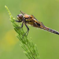 Four Spotted Chaser 11 